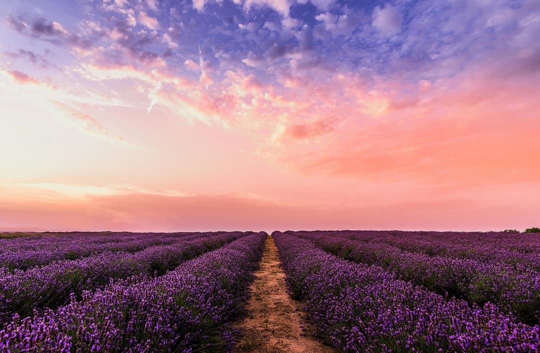 Prowall Free Wallpaper | Breathtaking view of a lavender field at sunset with a vibrant pastel sky, embodying tranquility and nature's beauty.