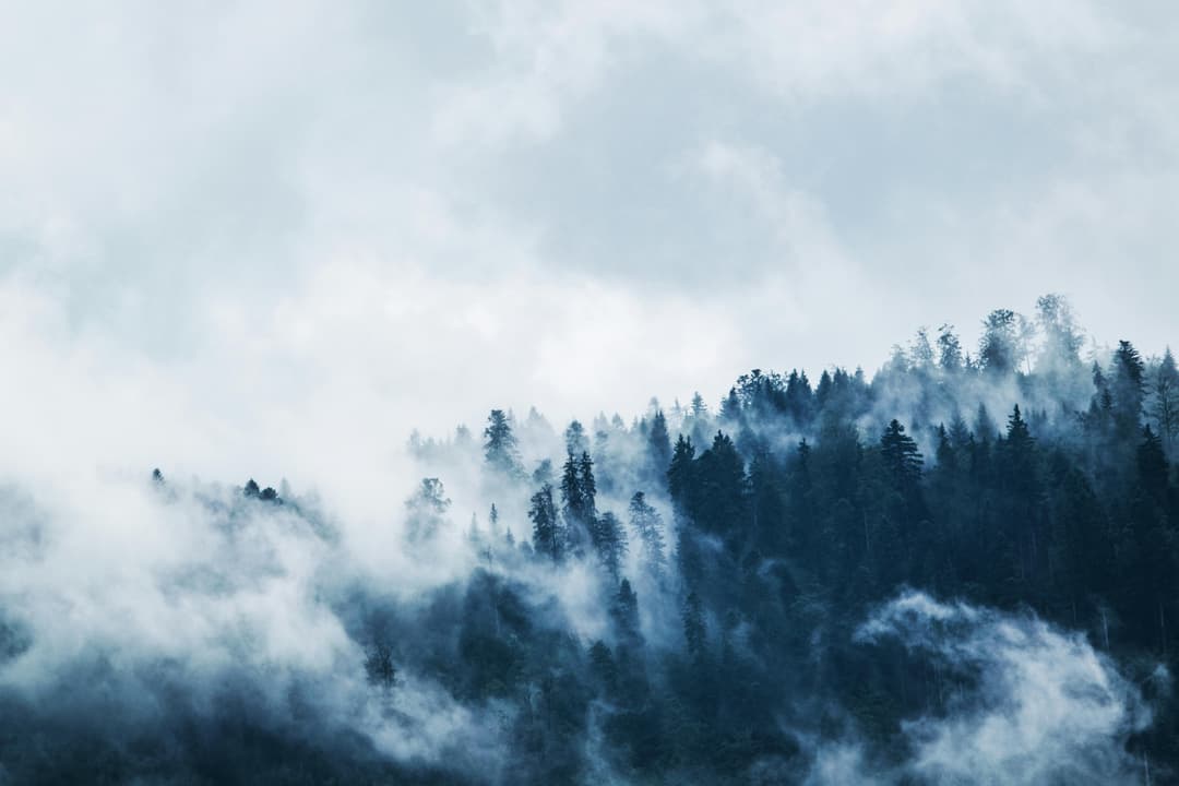 Prowall Free Wallpaper | A serene view of a mist-covered forest on a mountain slope, creating a moody and mysterious atmosphere.