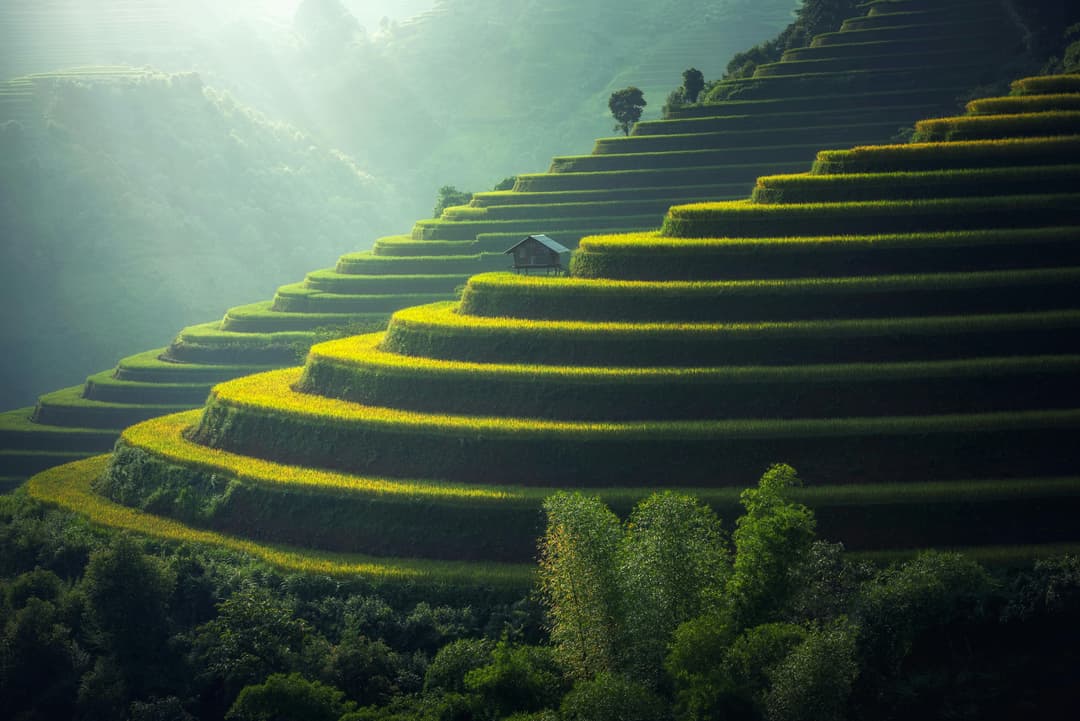 Prowall Free Wallpaper | Lush green terraced rice fields with a rustic hut under soft sunlight.