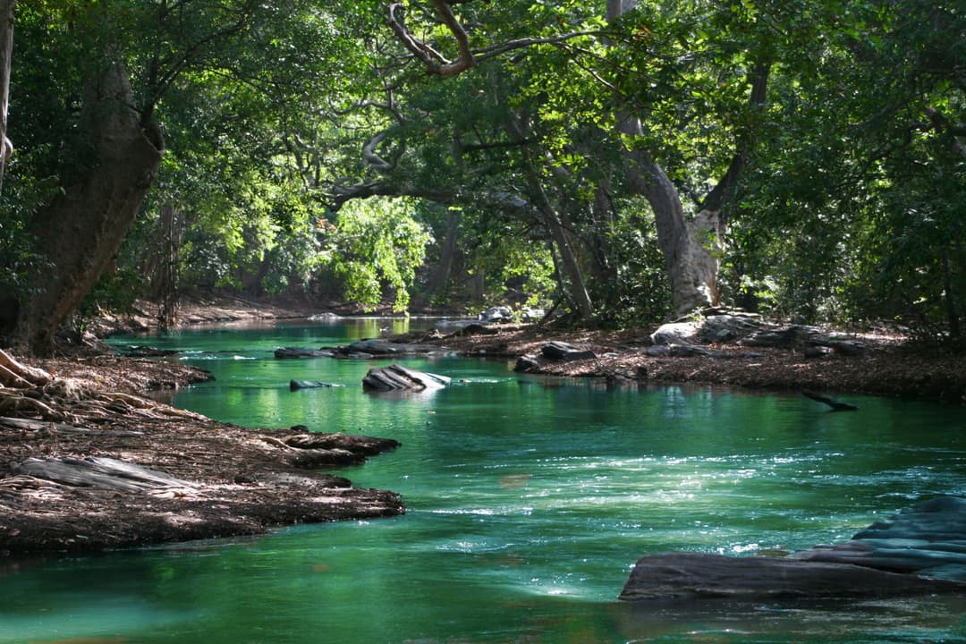 Prowall Free Wallpaper | A tranquil forest stream surrounded by lush greenery and rocks, perfect for a nature escape.