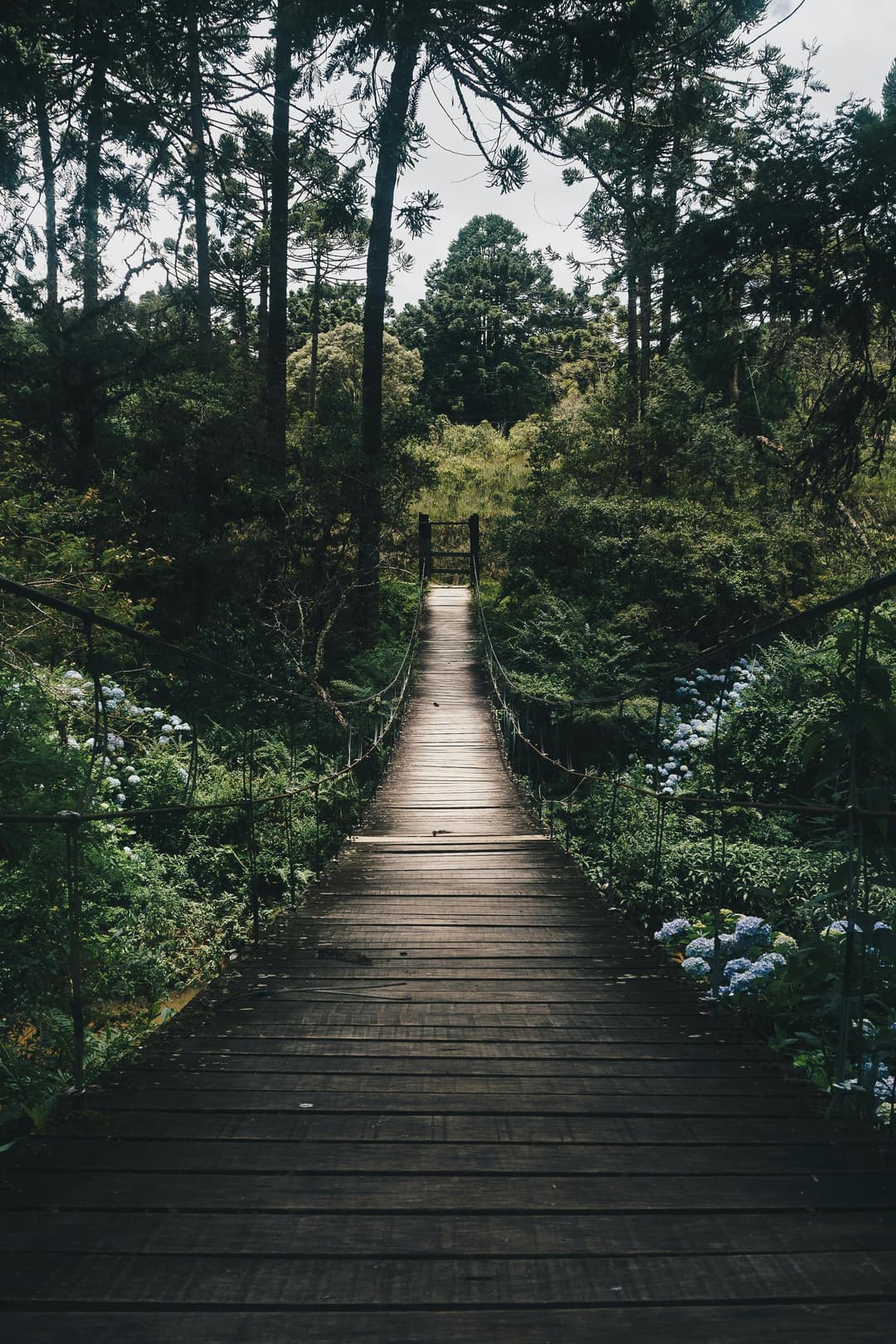 Prowall Free Wallpaper | Experience tranquility on a wooden bridge surrounded by lush greenery in a peaceful forest setting.
